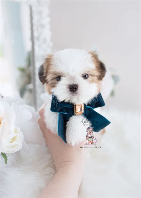 South Florida Shih Tzu Breeder Teacup Puppies And Boutique