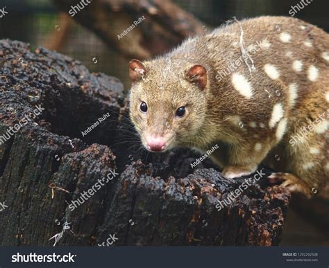 81 Spotted Tailed Quoll Images Stock Photos And Vectors Shutterstock