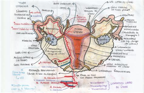Colo Do útero Anatomia LEARNBRAZ