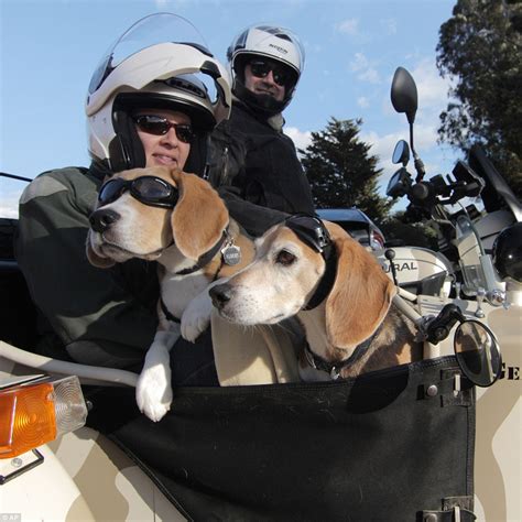 The Story Of Americas Sidecar Dogs Is A New Documentary Telling The