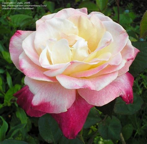 Plantfiles Pictures Hybrid Tea Rose Abracadabra Rosa By Suguy