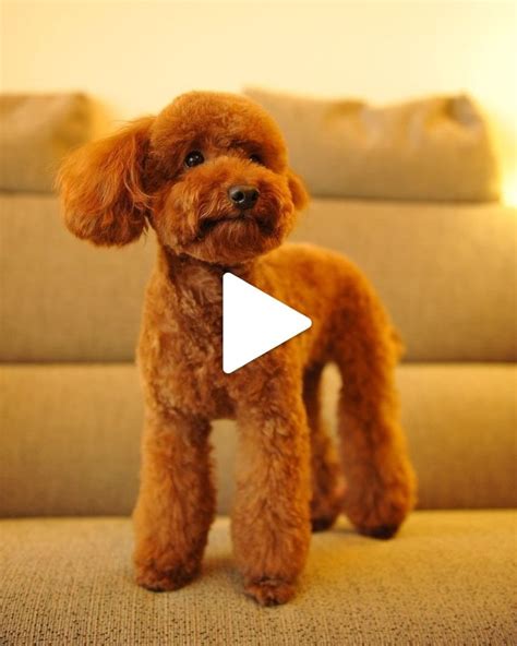 ♥ Cute Animals♥ Poodle Puppy Training Toy Poodle Haircut Teddy Bears