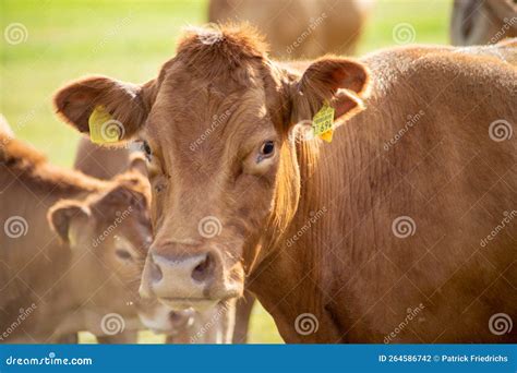 Brown Cows On A Meadow In September Stock Photo Image Of Dairy Cute
