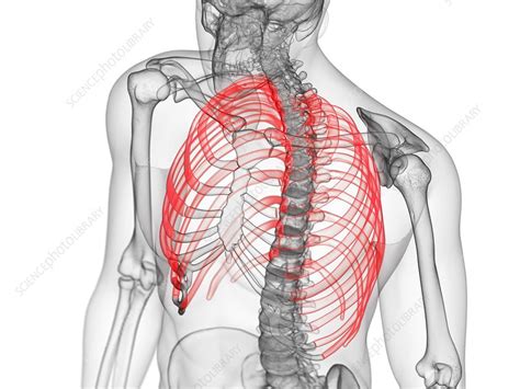 Ribs Illustration Stock Image F0276320 Science Photo Library