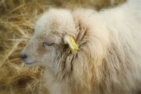Die Schafe Haar Wolle Kostenloses Foto Auf Pixabay Pixabay