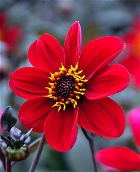 Decorators and home designers can make good use of these. Dahlia 'Happy Single Romeo'