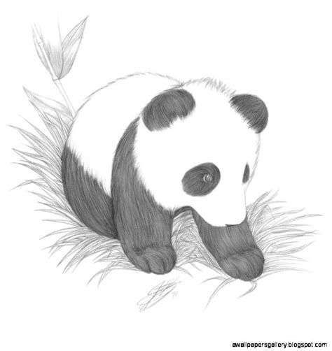 Cute Panda Drawings In Pencil Wallpapers Gallery