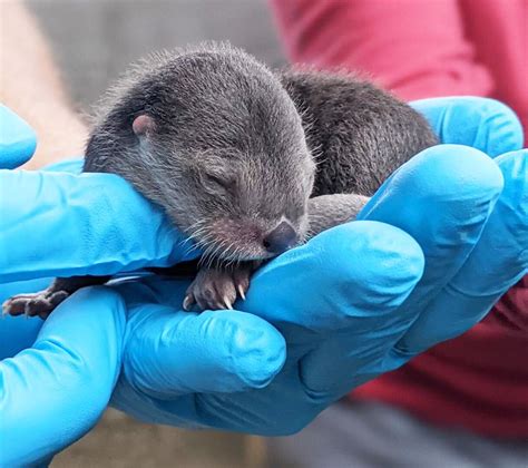 North American River Otters Born At Zoo Miami News