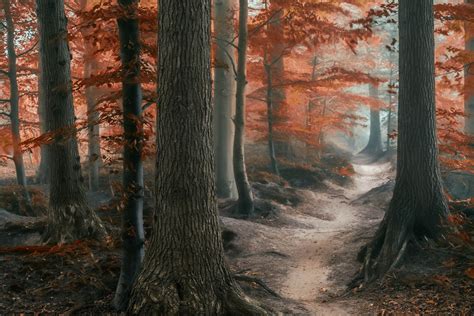 Autumn Forest Path Hd Wallpaper Background Image 1920x1281 Id
