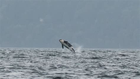 Whales Come To Play On Puget Sound Photo 8