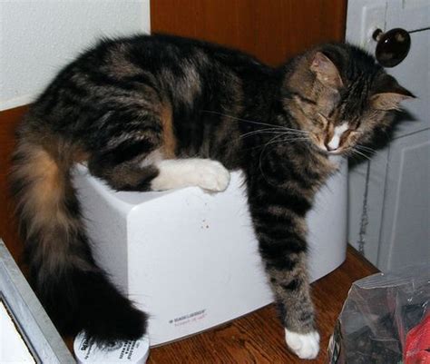 Asleep On The Toaster Cat Sleeping Cats Cat Photo