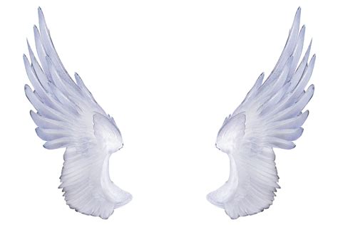 Cherub Wing Angel White Angel Wings Transparent Png Clip Art Image Png