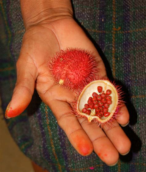 20 Of The Worlds Weirdest Fruits And Vegetables Fabweb
