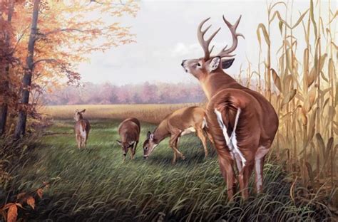 Pin On Art Wildlife Deer