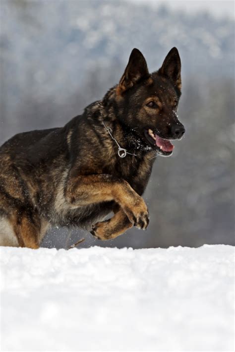 German Shepherd In Snow Germanshepherd Black German Shepherd Dog