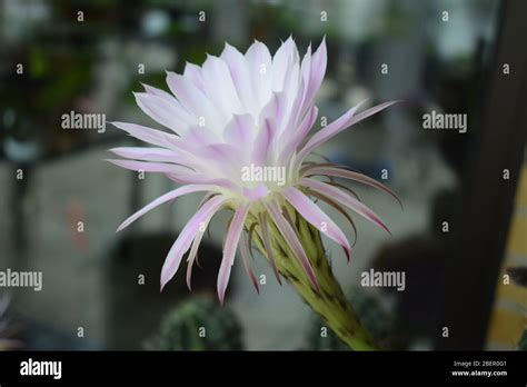 Queen Of The Night Cactus Blooming Stock Photo Alamy
