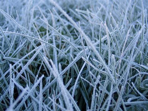 Wallpaper Grass Snow Frost 1600x1200 4kwallpaper 1102462 Hd