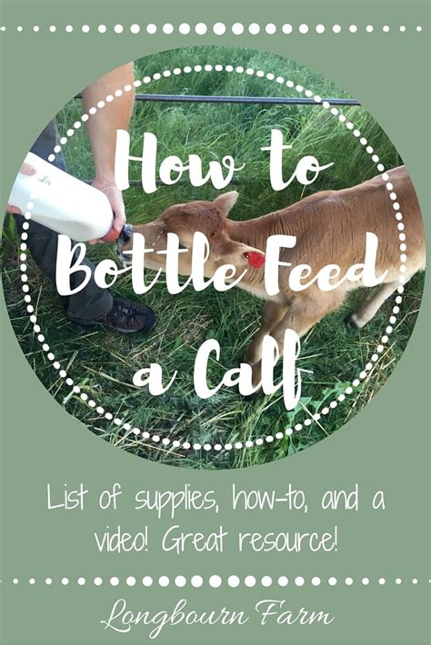 How To Bottle Feed A Calf • Longbourn Farm