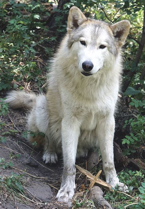 Get Facts About Wolf Dog Hybrids International Wolf Center 2022