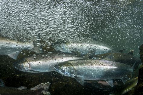 Underwater Salmon Photographs By Eiko Jones Photography