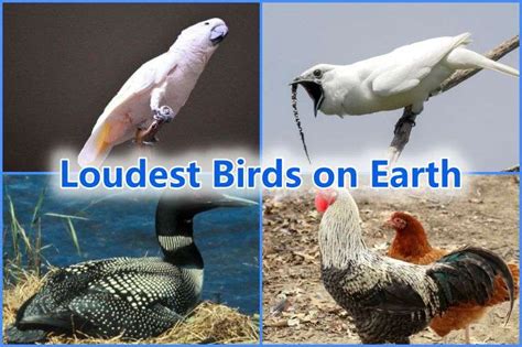 Top 20 Loudest Birds On Earth Ranked 2023