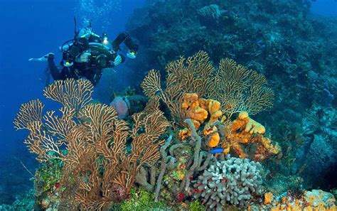 Cozumel Diving Mexico Scuba Holidays And Vacations Aqua Firma