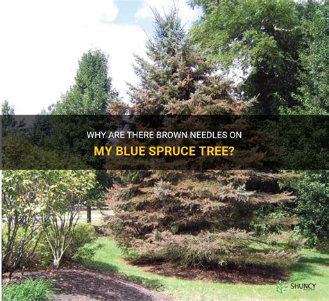 Why Are There Brown Needles On My Blue Spruce Tree Shuncy