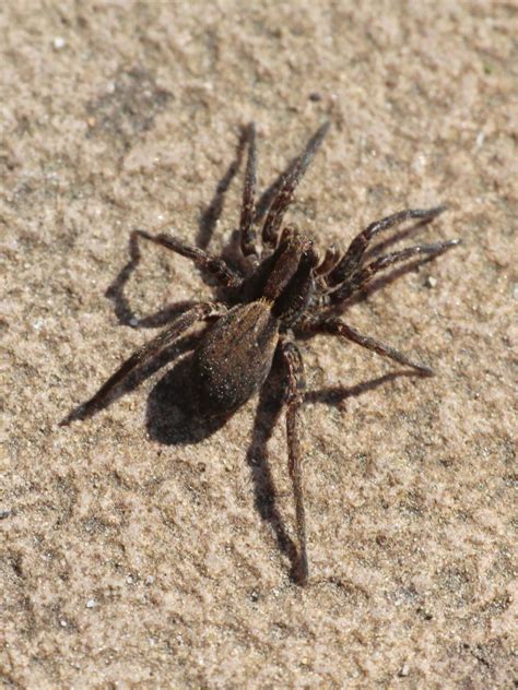 Common Fox Spider Spiders Of Alaska · Inaturalist