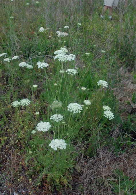 Excellent Guide To Identifying Queen Annes Lace Lookalikes