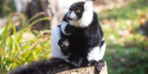 Black And White Ruffed Lemur Smithsonians National Zoo And