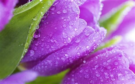 In questo sito puoi trovare le più belle. Scarica sfondi primavera, tulipani, viola tulipano, fiori di primavera per desktop libero ...