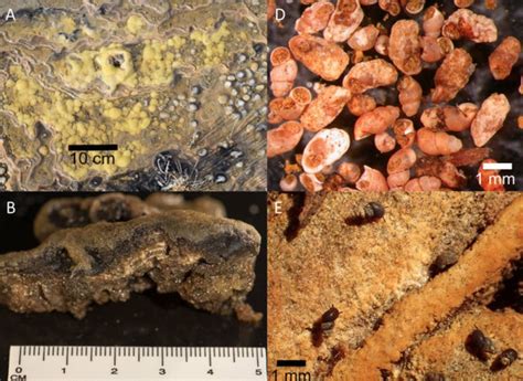 Identificaron La Evidencia Más Antigua De Vida En La Tierra