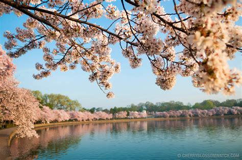 Cherry Blossoms At The Tidal Basin In Washington Dc Cherry Blossom Washington Dc Dc Travel
