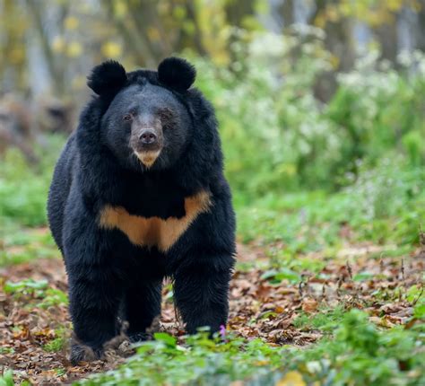 46 Best Ideas For Coloring Black Bear