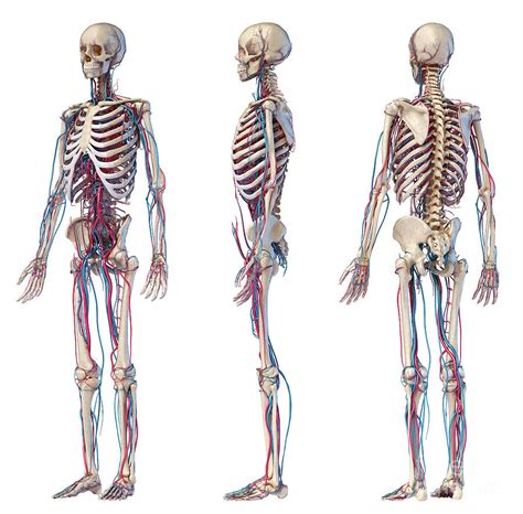 Human Skeleton And Vascular System Photograph By Leonello Calvetti