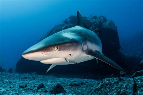 How Can I Help Sharks Save Our Seas Foundation