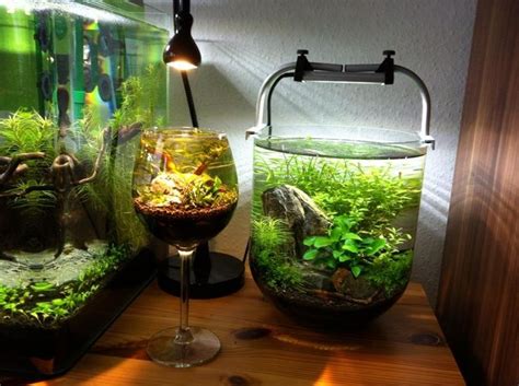 Unfortunately, this is taken advantage of by the pet fish industry. Aquascape - in a wine glass! Creative tank idea. | Amazing ...