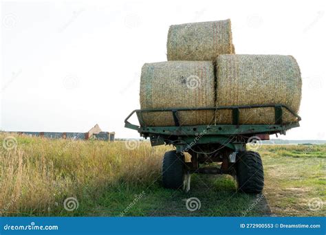 Tractor On Trailer Transports Large Round Bales Of Hay Transportation