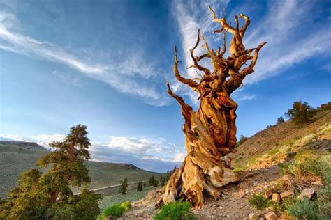 Top 7 Oldest Trees In The World Our Planet