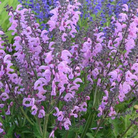 Salvia Pratensis Fashionista Pretty In Pink Meadow Sage Milaegers