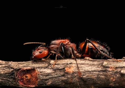Camponotus Nicobarensis Koninginnen Quality Ants