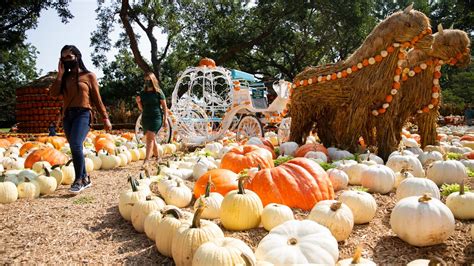 Visit The Dallas Arboretums 100000 Pumpkin Fall Festival In 2022