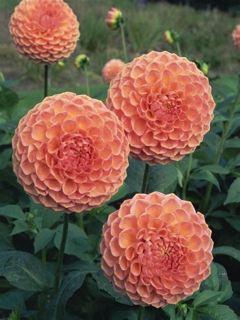 11 Dramatic Dahlias Landscaping Ideas And Hardscape Design Hgtv