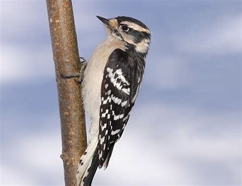 The underparts of this bird are off white or grayish in color. DOWNY WOODPECKER LIFE EXPECTANCY