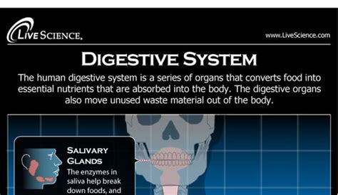 Blocked Salivary Gland Home Remedy Hrfnd