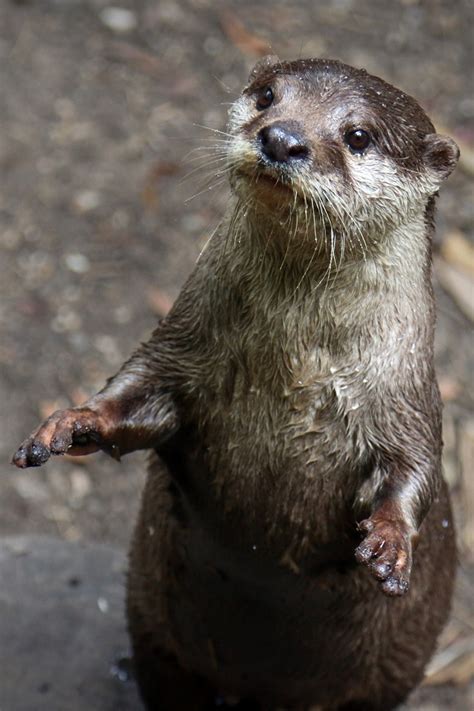 Increase sales, reduce costs and take control of all your delivery services like uber eats, doordash, postmates and more. Otter | Dallas ZooHoo!