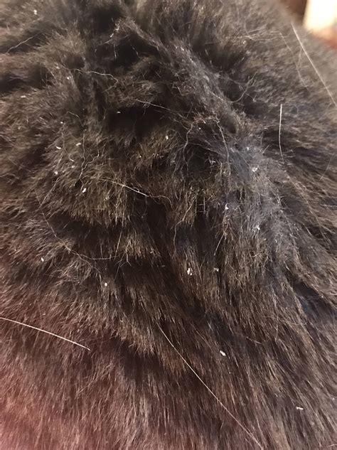 My Cat Has Dandruff Near Tail Thats Good Logbook Image Library