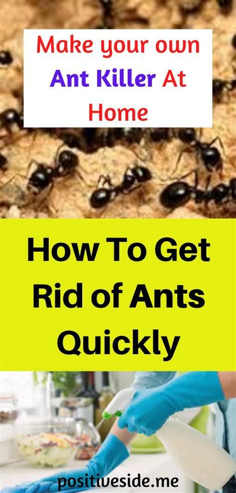 the best how to get rid of ants in bathroom and kitchen ideas