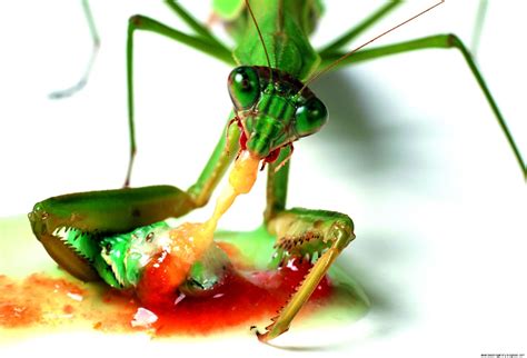 Praying Mantis Eating Mate Wallpapers Gallery
