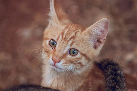 Orange Tabby Kitten · Free Stock Photo